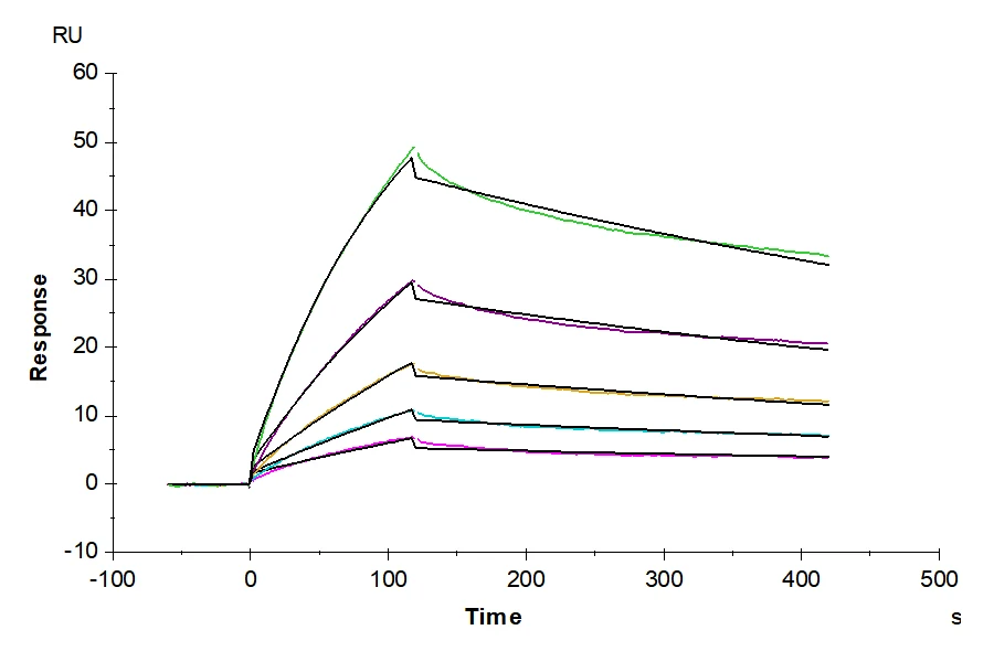 CLDN3-HB002 SPR result