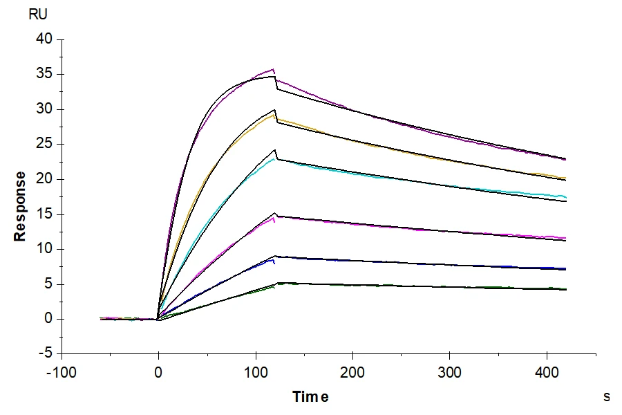 CLDN4-HB002 SPR result