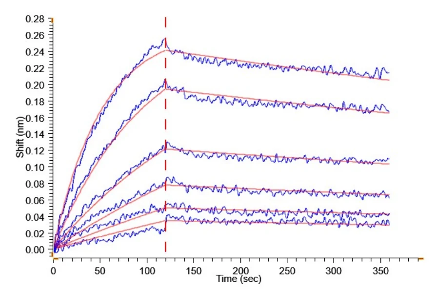 CLDN6-HB003 BLI result