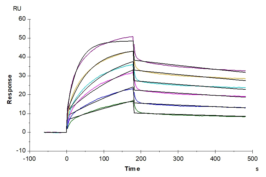 CLDN6-HB003 SPR result