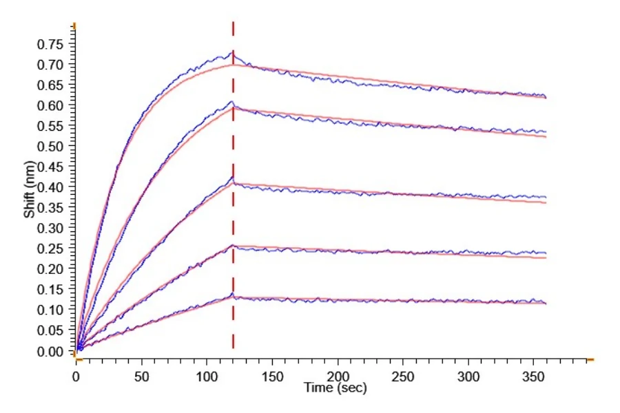 CLDN6-HB004 BLI result
