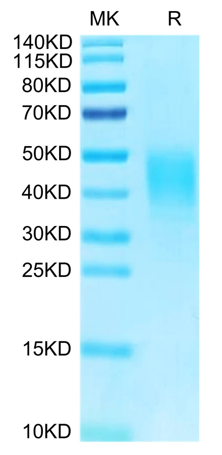 CLEC12A-HB001 Bis-Tris-PAGE-white result
