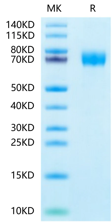 CLEC12A-HF001 Bis-Tris-PAGE-white result