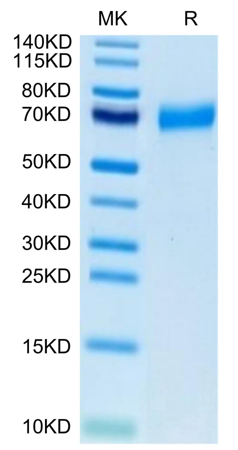 CLEC12A-HF002 Bis-Tris-PAGE-white result