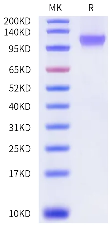 CLEC14A-HF001 Bis-Tris-PAGE-white result