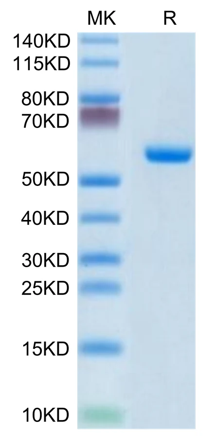 CLEC4A-HF001 Bis-Tris-PAGE-white result