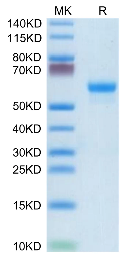 CLEC4A-MF001 Bis-Tris-PAGE-white result