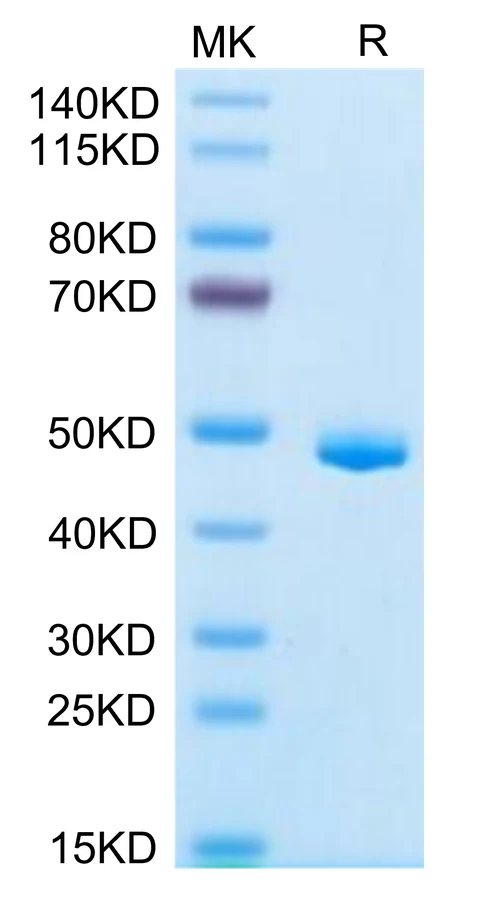 CLEC7A-HF001 Bis-Tris-PAGE-white result