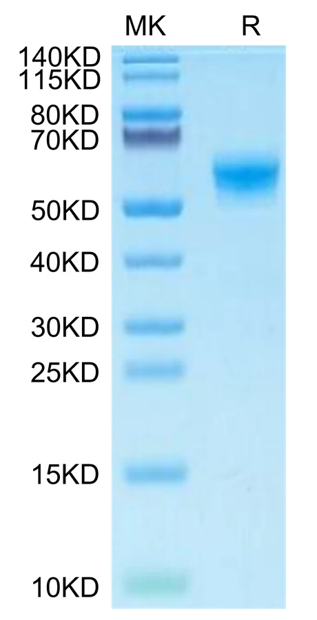 CLEC7A-MF001 Bis-Tris-PAGE-white result