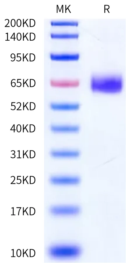 CLEC9A-HF001 Bis-Tris-PAGE-white result