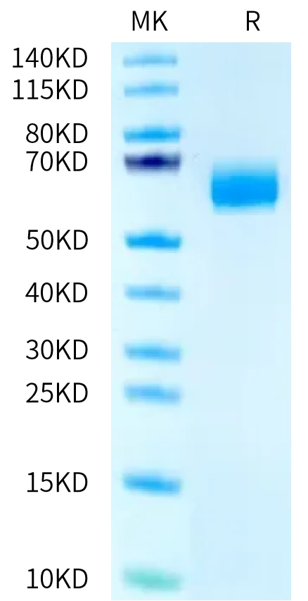 CLEC9A-HF002 Bis-Tris-PAGE-white result