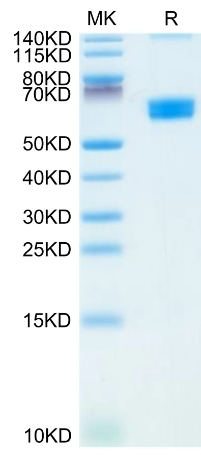 CLEC9A-MF001 Bis-Tris-PAGE-white result