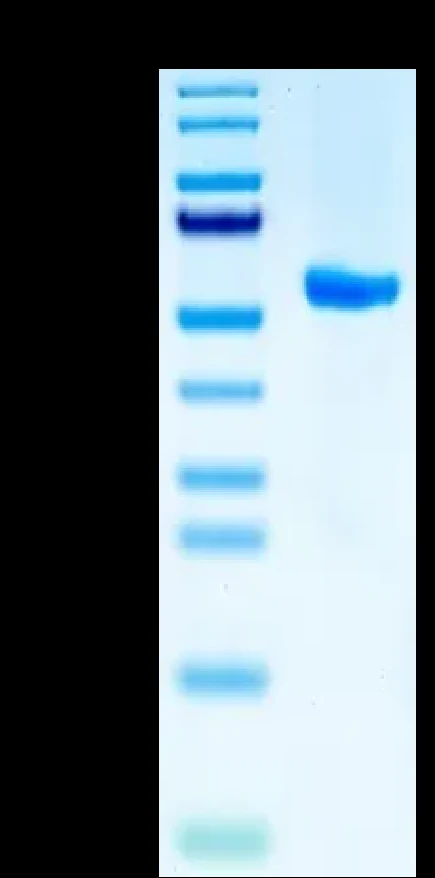 CMVPP65-HB003 Bis-Tris-PAGE result