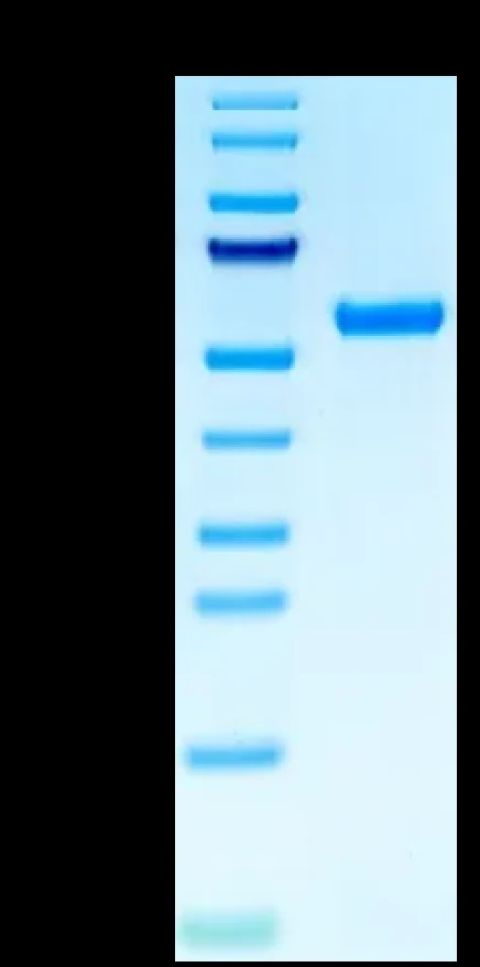 CMVPP65-HP002 Bis-Tris-PAGE result