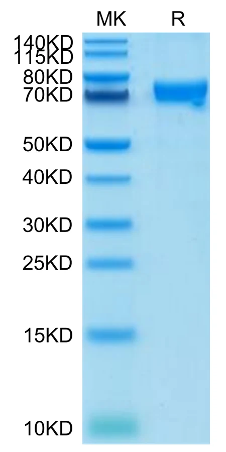 CRTAM-CF001 Bis-Tris-PAGE-white result
