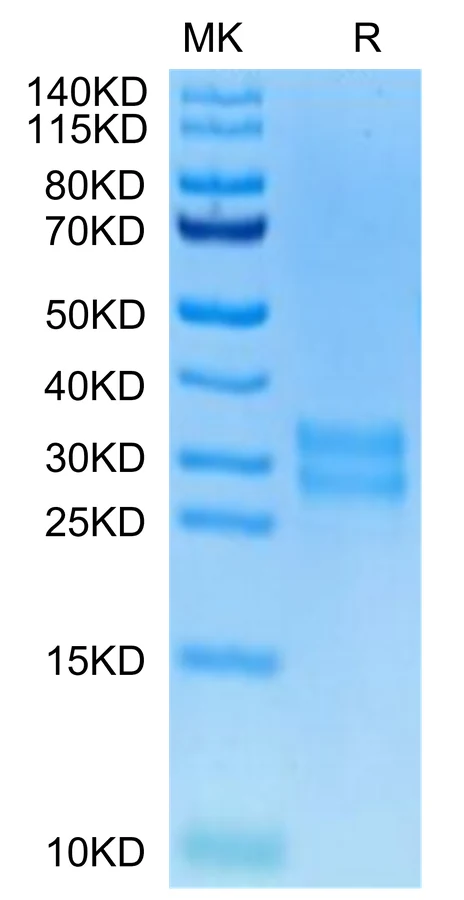 CSF-HB001 Bis-Tris-PAGE-white result
