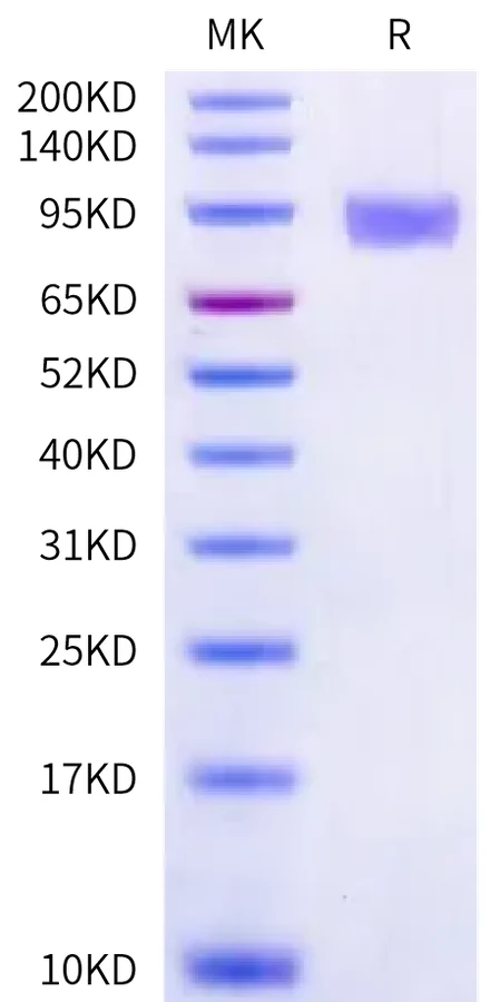 CSF-HB002 Bis-Tris-PAGE-white result