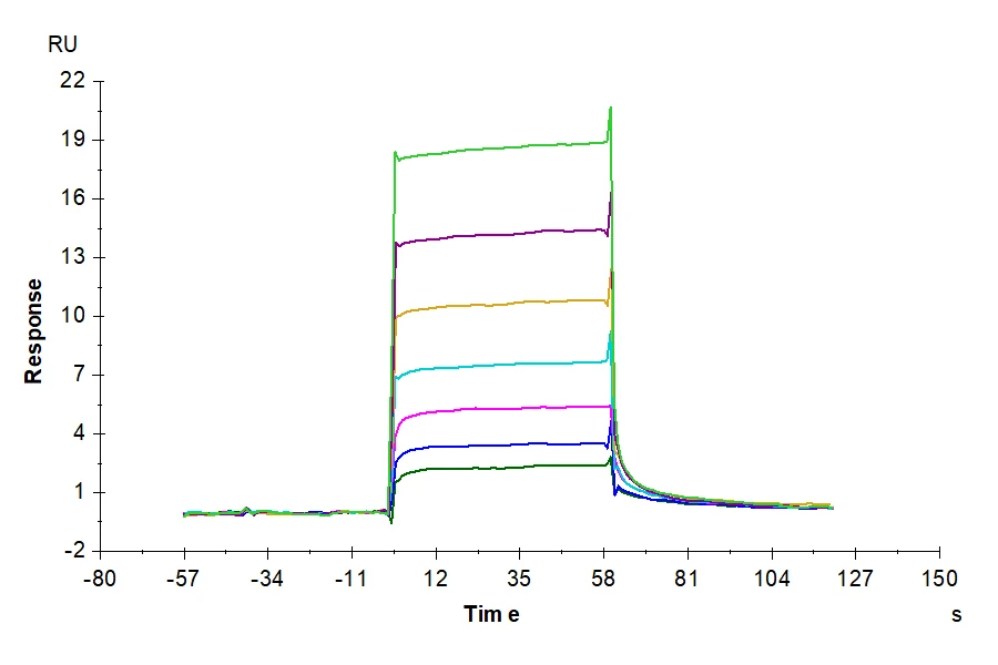 CSF-HB002 SPR result