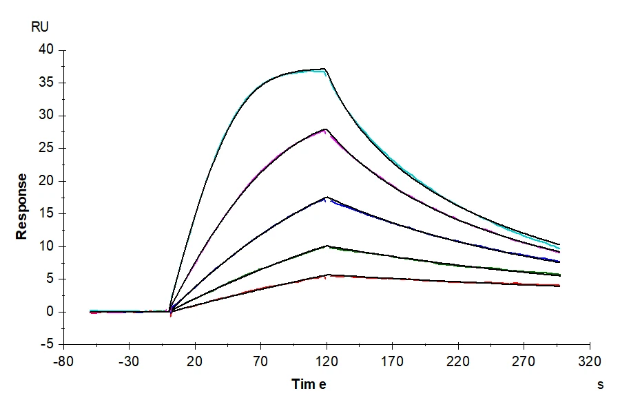 CSF-HB003 SPR result