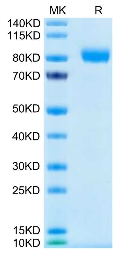 CSF-HF001 Bis-Tris-PAGE-white result