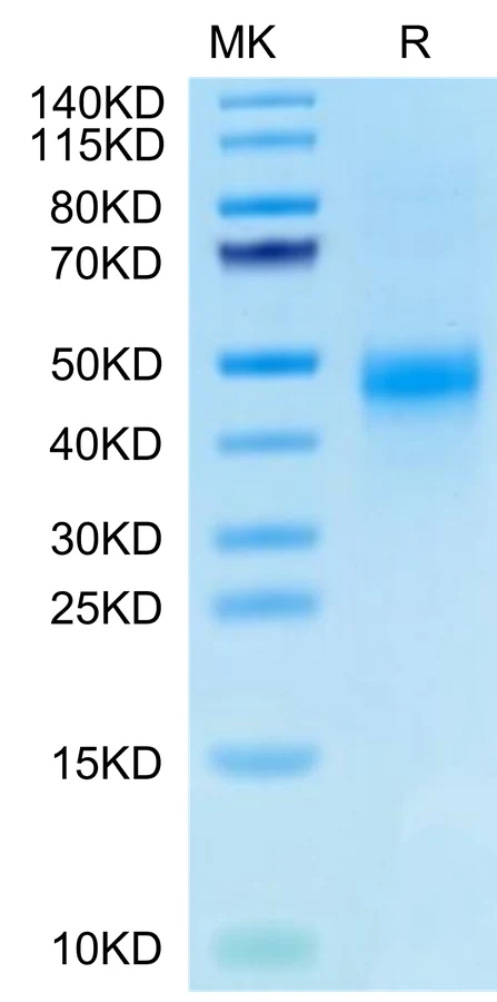 CTGF-HB001 Bis-Tris-PAGE-white result