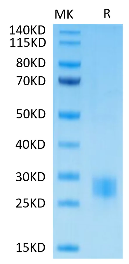 CTLA4-HB004 Bis-Tris-PAGE-white result
