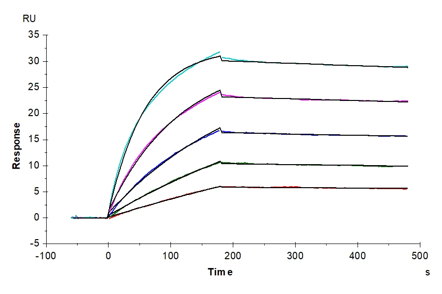 CTLA8-HB001 SPR result