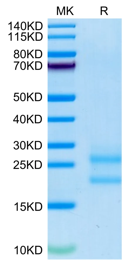 CTLA8-MB001 Bis-Tris-PAGE-white result