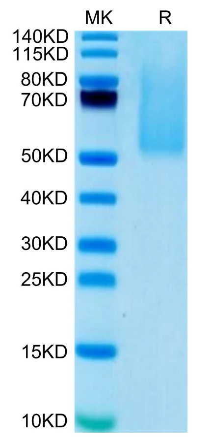 CX3CL1-HB003 Bis-Tris-PAGE-white result