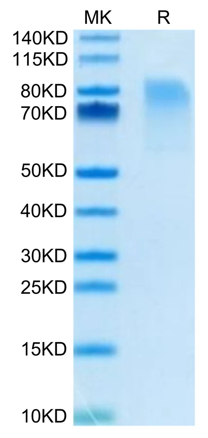 CX3CL1-MB001 Bis-Tris-PAGE-white result