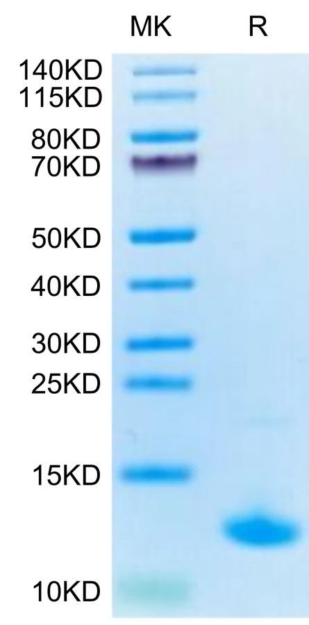 CXCL10-CP001 Bis-Tris-PAGE-white result
