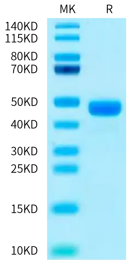 CXCL13-HF001 Bis-Tris-PAGE-white result