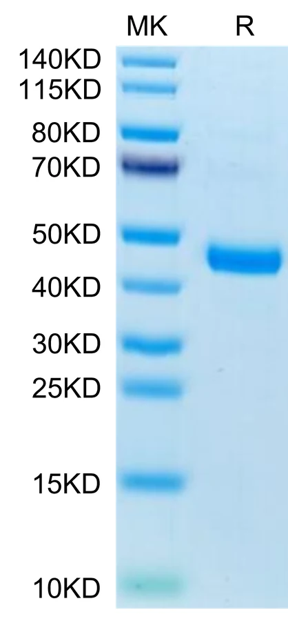 CXCL13-MF001 Bis-Tris-PAGE-white result