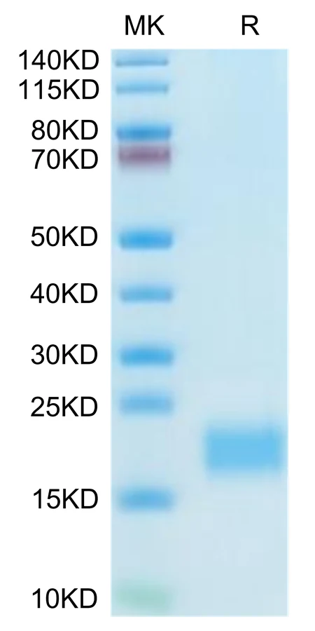 CXCL13-MP001 Bis-Tris-PAGE-white result