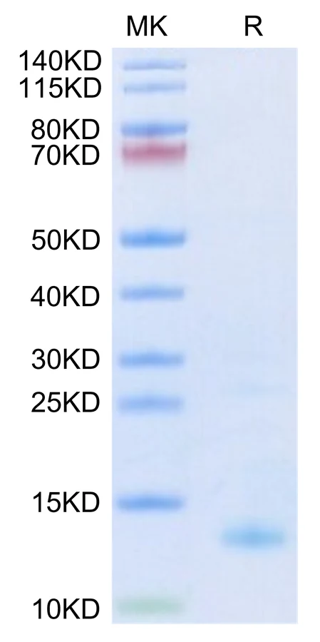 CXCL4-HB001 Bis-Tris-PAGE-white result