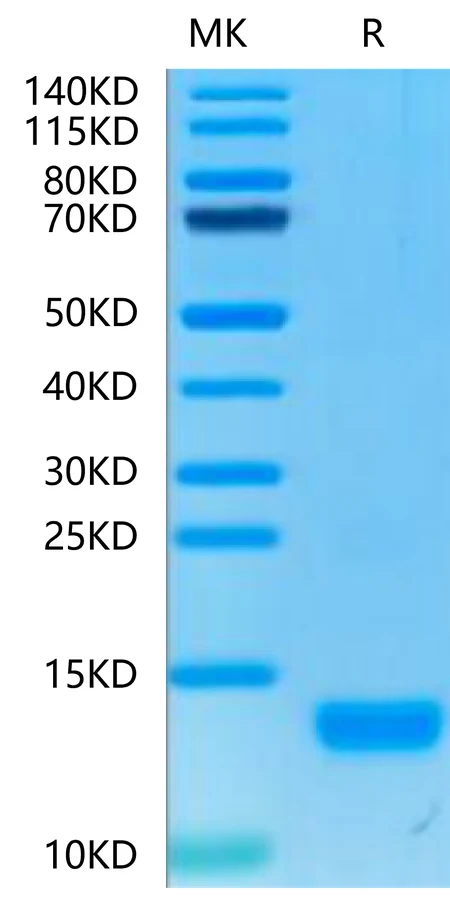 CXCL4-HP001 Bis-Tris-PAGE-white result