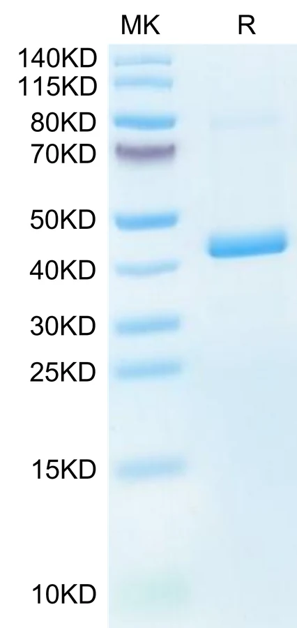 CXCL4-MF001 Bis-Tris-PAGE-white result