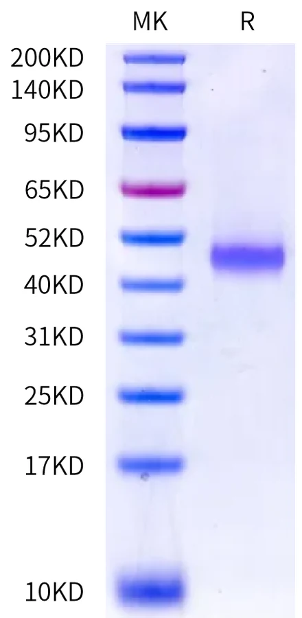 CXCL9-HF001 Bis-Tris-PAGE-white result