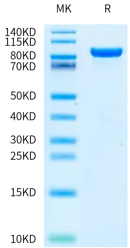 DDR1-HF001 Bis-Tris-PAGE-white result