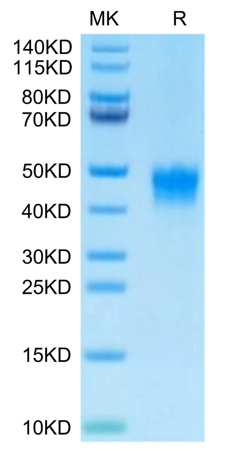 DKK1-HB002 Bis-Tris-PAGE-white result