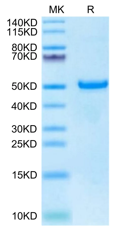 DKK1-HB004 Bis-Tris-PAGE-white result