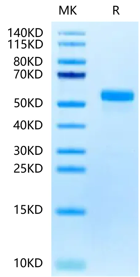 DLL3-HB001 Bis-Tris-PAGE-white result