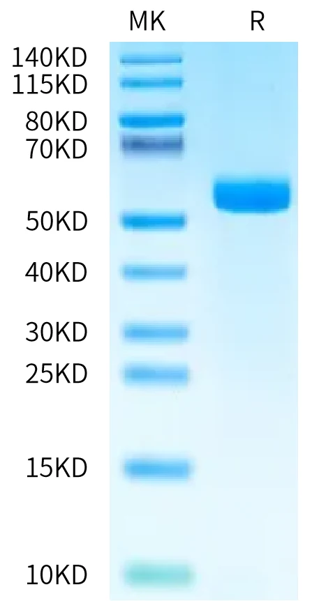 DLL3-HB002 Bis-Tris-PAGE-white result