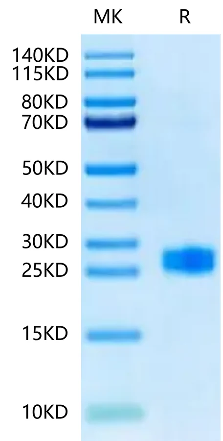 DLL3-HB003 Bis-Tris-PAGE-white result