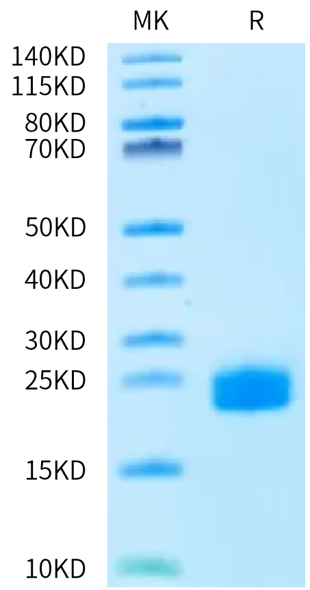 DLL3-HB004 Bis-Tris-PAGE-white result