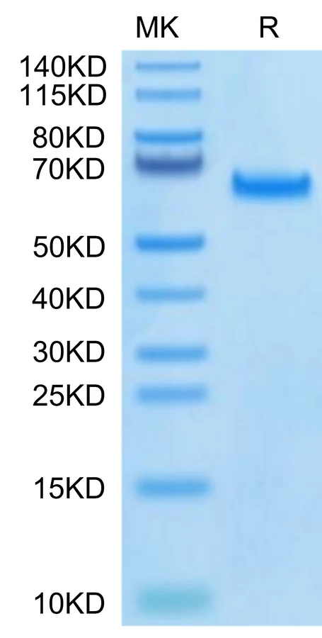 DLL4-HB003 Bis-Tris-PAGE-white result