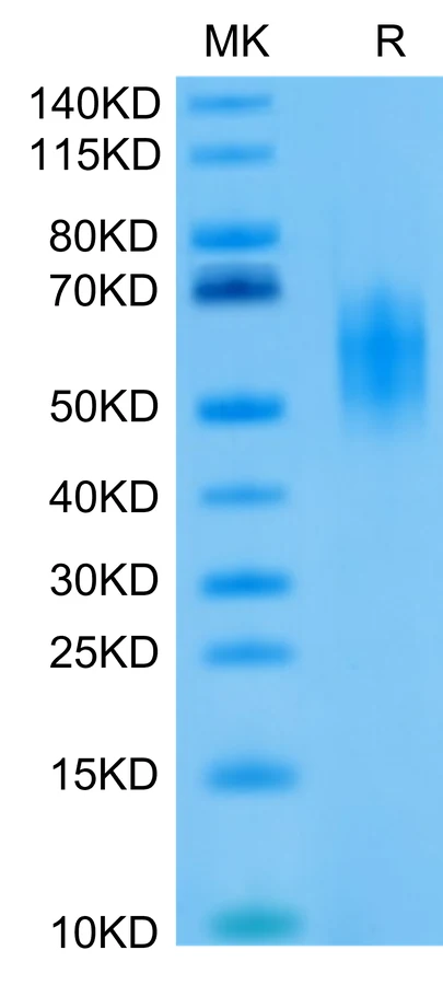 DNAM1-HB002 Bis-Tris-PAGE-white result