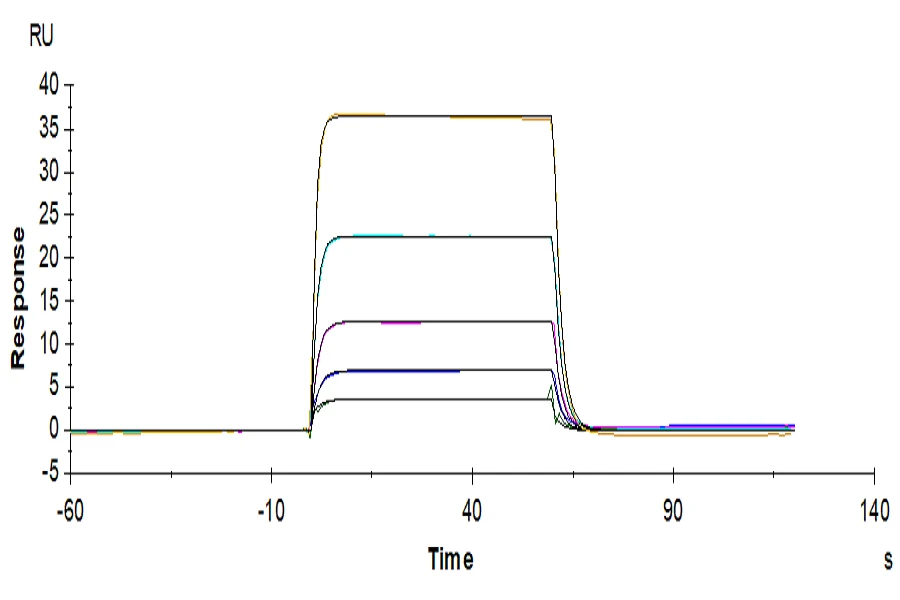 DNAM1-HB002 SPR result