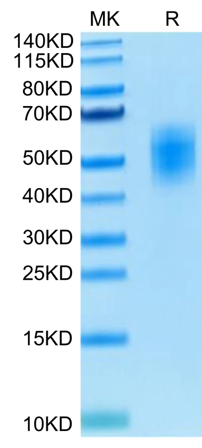 DNAM1-HP001 Bis-Tris-PAGE-white result