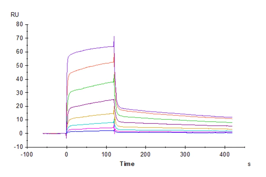 DNAM1-HP002 SPR result